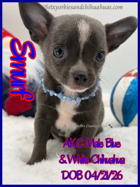 Southeast Texas Yorkies and Chihuahua Puppies for sale