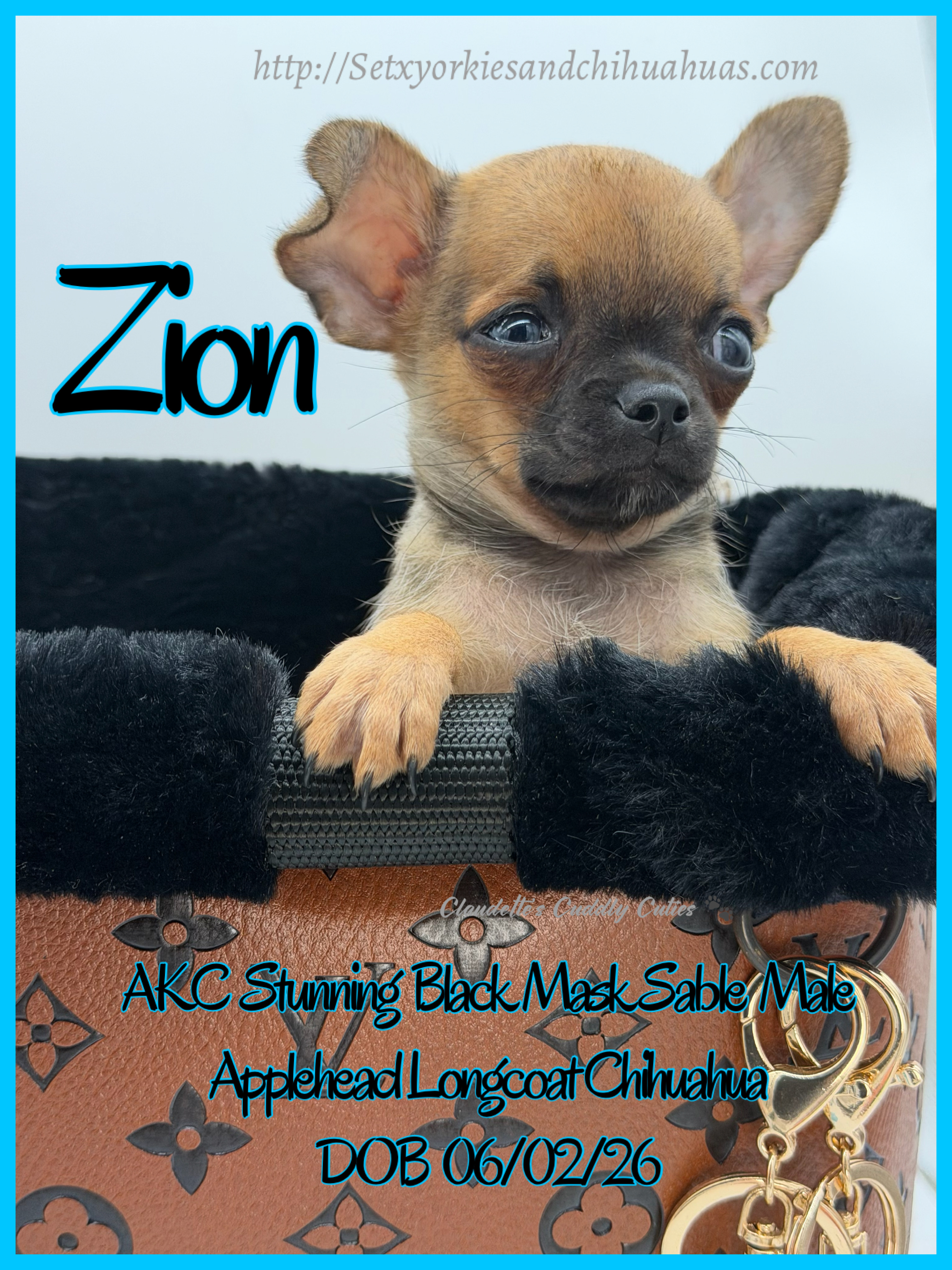 Southeast Texas Yorkies and Chihuahua Puppies for sale