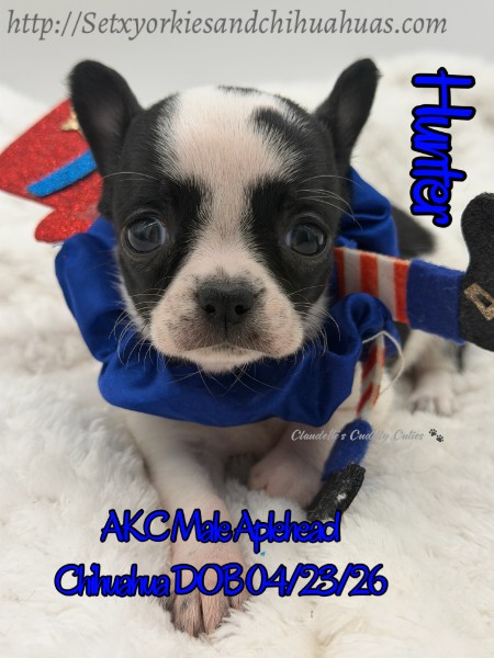 Southeast Texas Yorkies and Chihuahua Puppies for sale