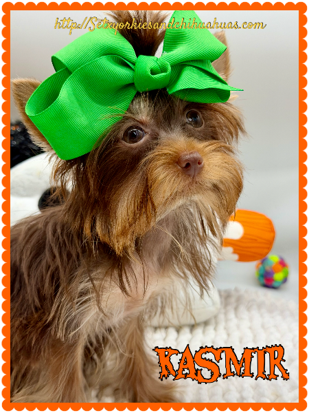 Southeast Texas Yorkies and Chihuahua Puppies