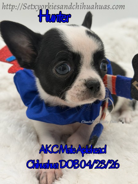 Southeast Texas Yorkies and Chihuahua Puppies for sale