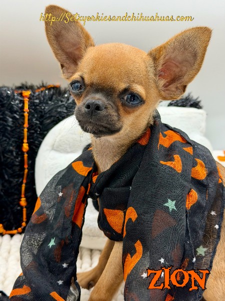 Southeast Texas Yorkies and Chihuahua Puppies