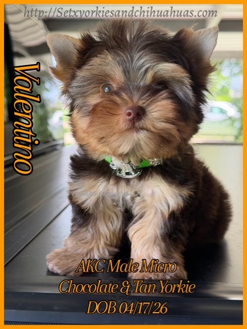 Southeast Texas Yorkies and Chihuahua Puppies for sale