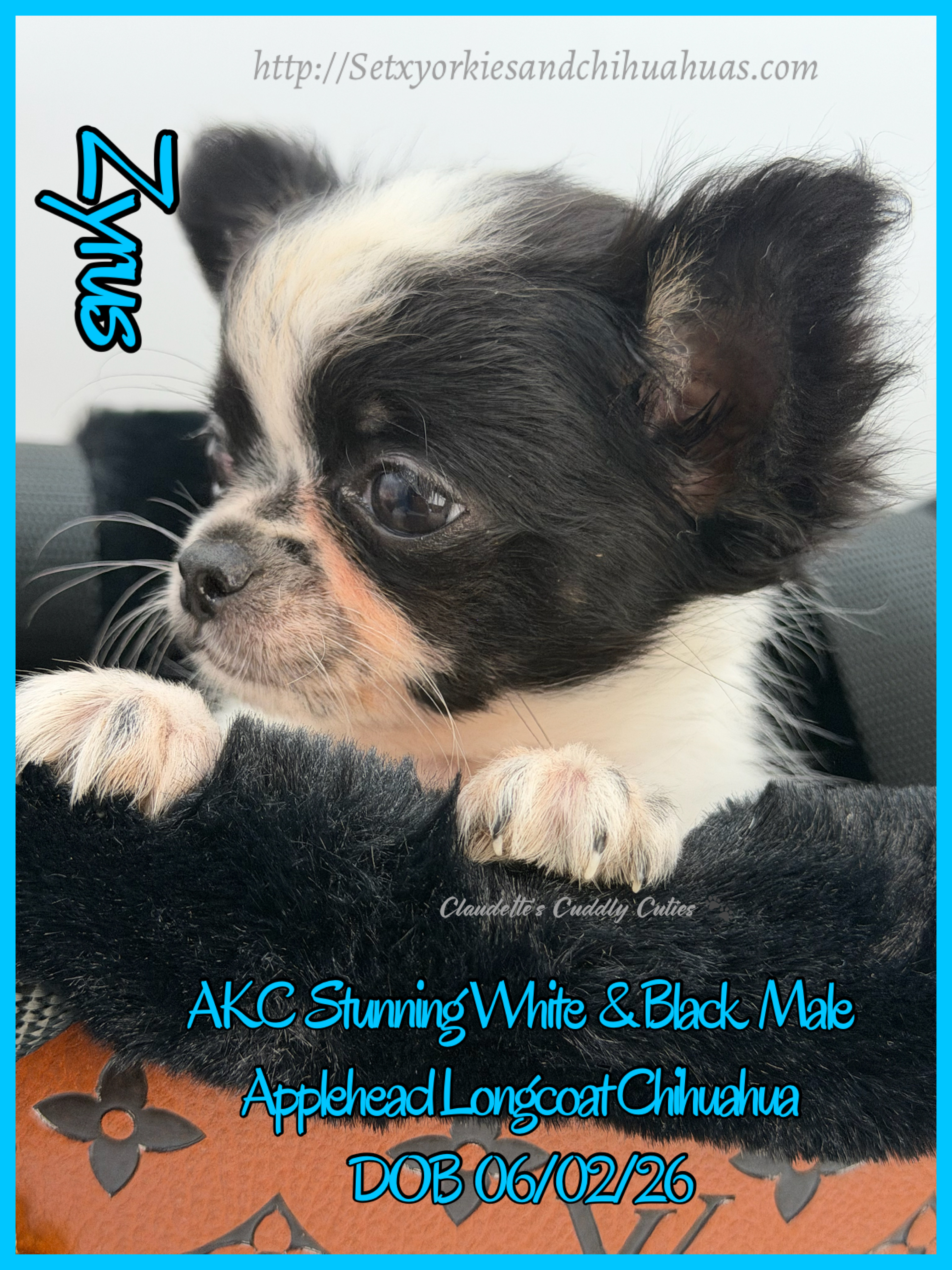 Southeast Texas Yorkies and Chihuahua Puppies for sale