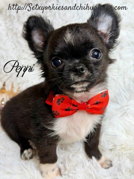 Southeast Texas Yorkies and Chihuahua Puppies