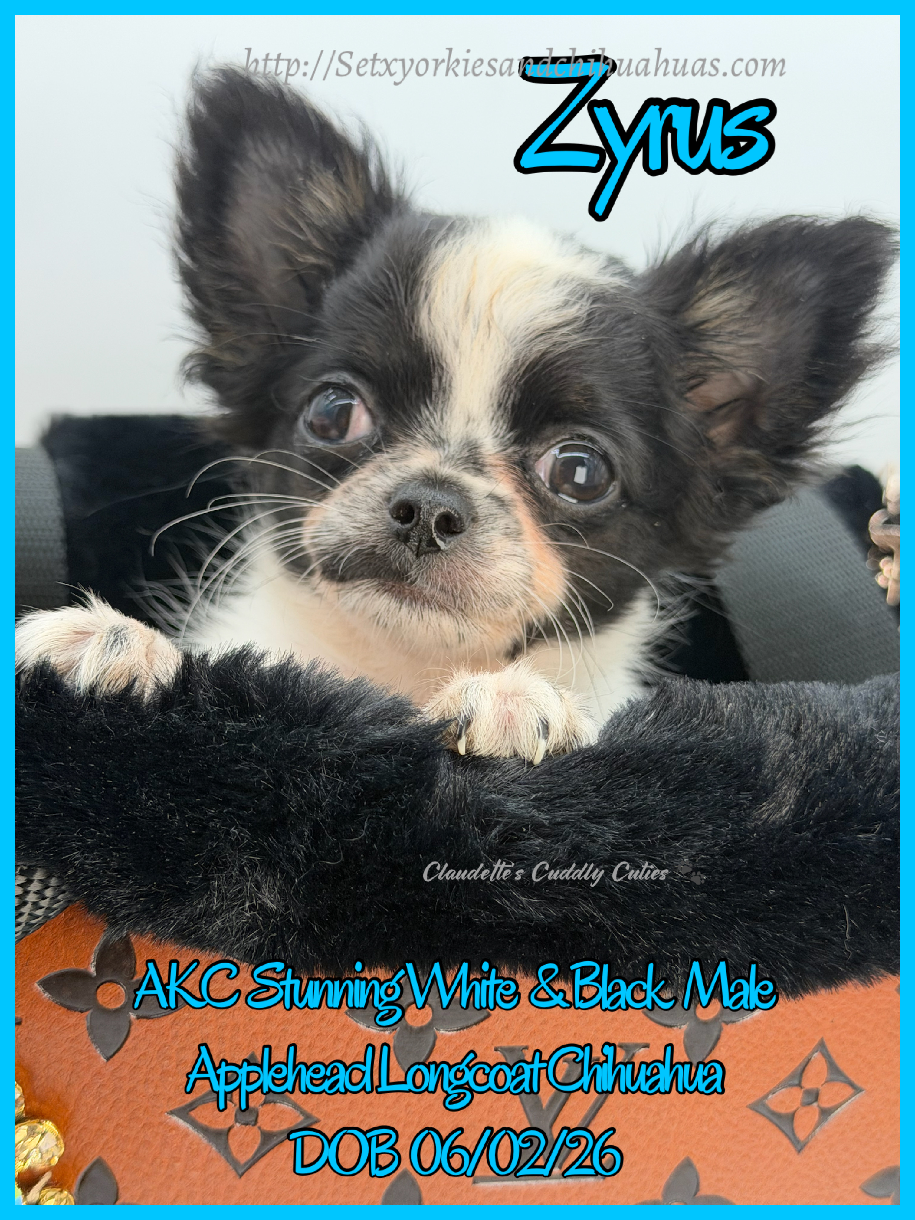 Southeast Texas Yorkies and Chihuahua Puppies for sale
