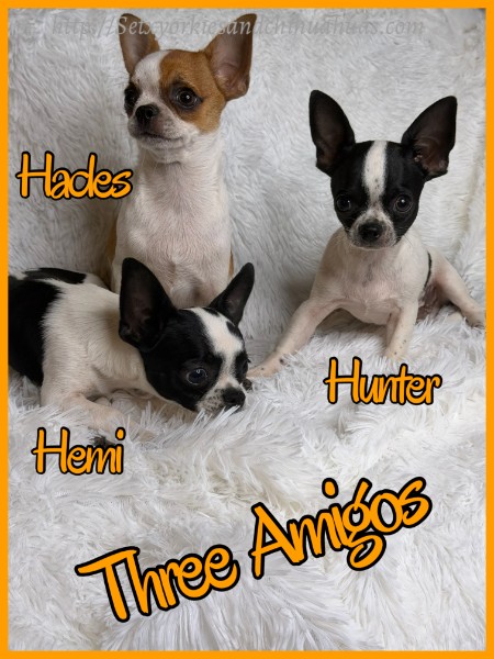 Three Amigos - Southeast Texas Chihuahuas and Yorkies
