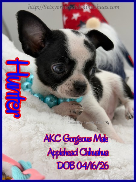Southeast Texas Yorkies and Chihuahua Puppies