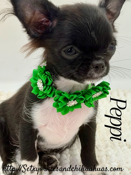 Southeast Texas Yorkies and Chihuahua Puppies for sale