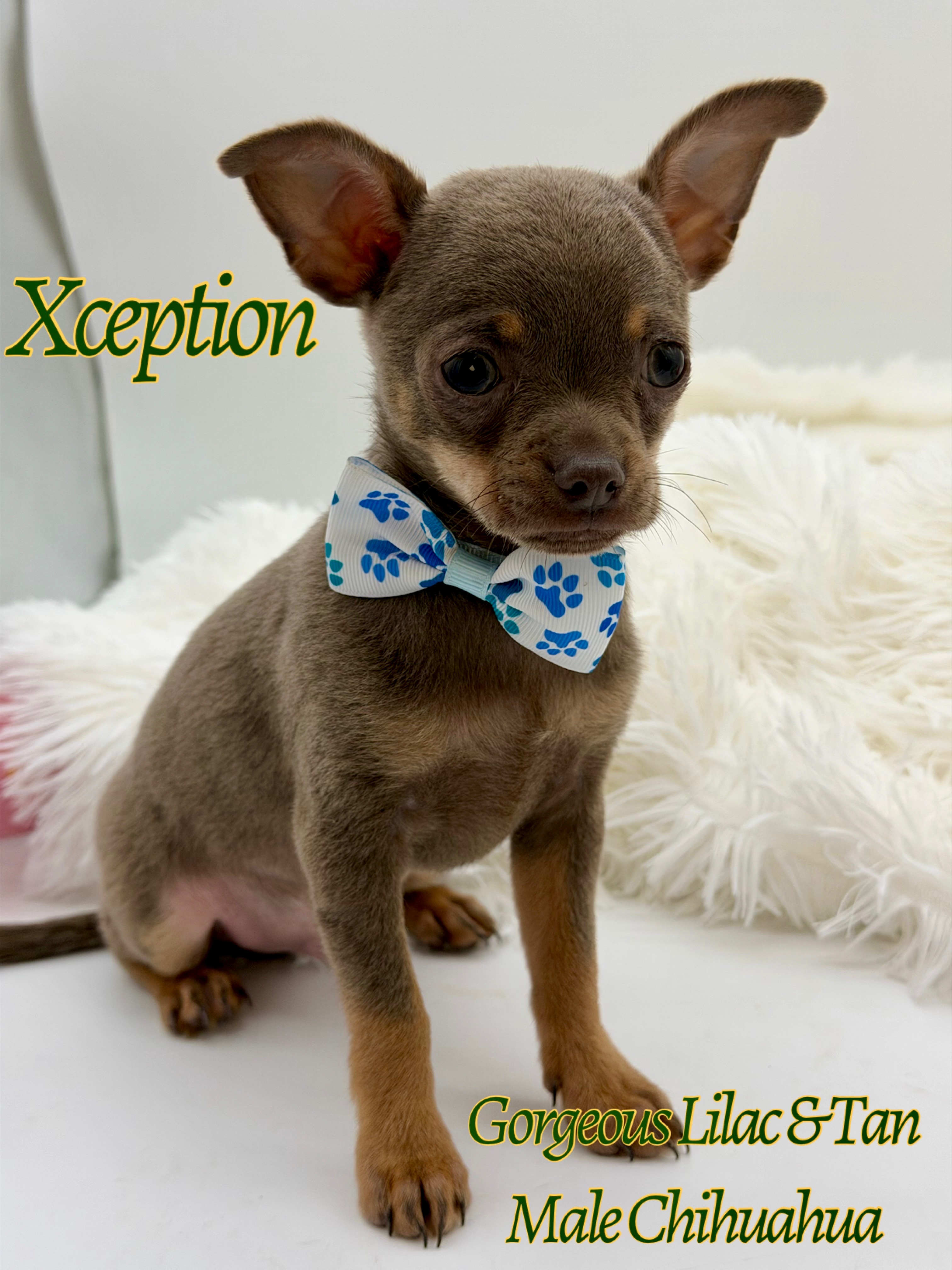 Southeast Texas Yorkies and Chihuahua Puppies for sale