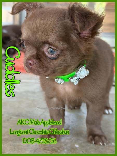 Southeast Texas Yorkies and Chihuahua Puppies for sale