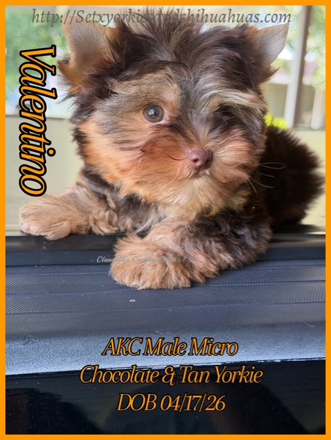 Southeast Texas Yorkies and Chihuahua Puppies for sale