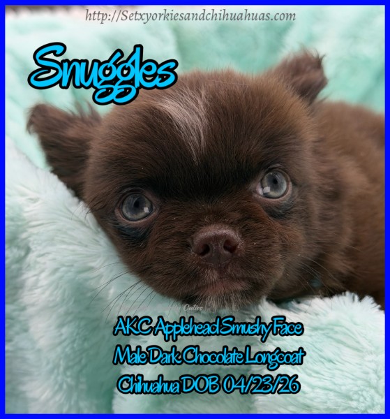 Southeast Texas Yorkies and Chihuahua Puppies for sale