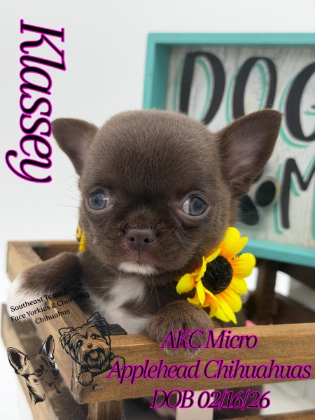 Southeast Texas Yorkies and Chihuahua Puppies for sale