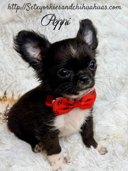 AKC Registered Yorkie and Chihuahua puppies - Southeast Texas Angel Face Yorkies and Charming Chihuahuas 
