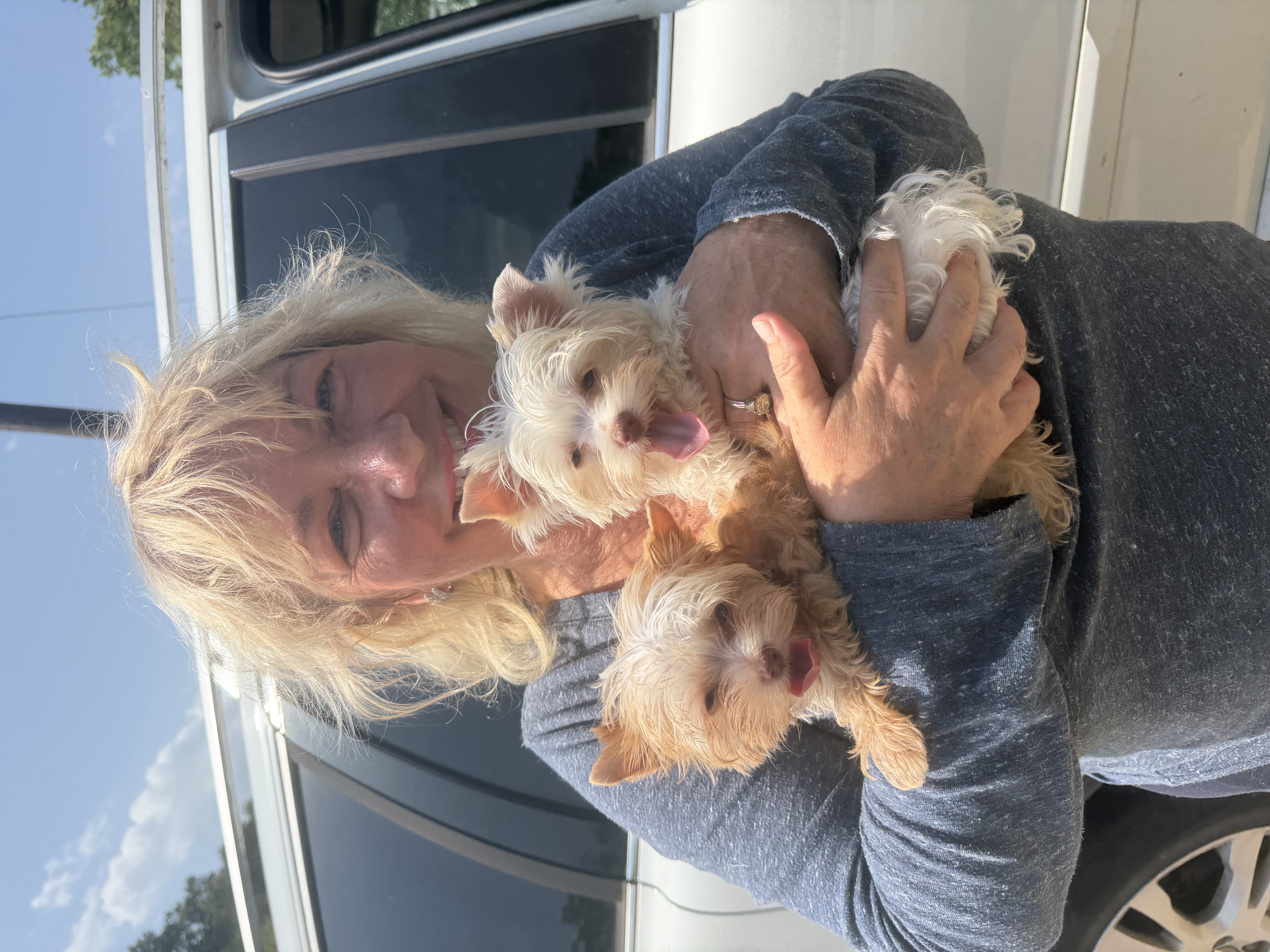 Southeast Texas Angel Face Yorkies and Charming Chihuahuas Boujii Babies