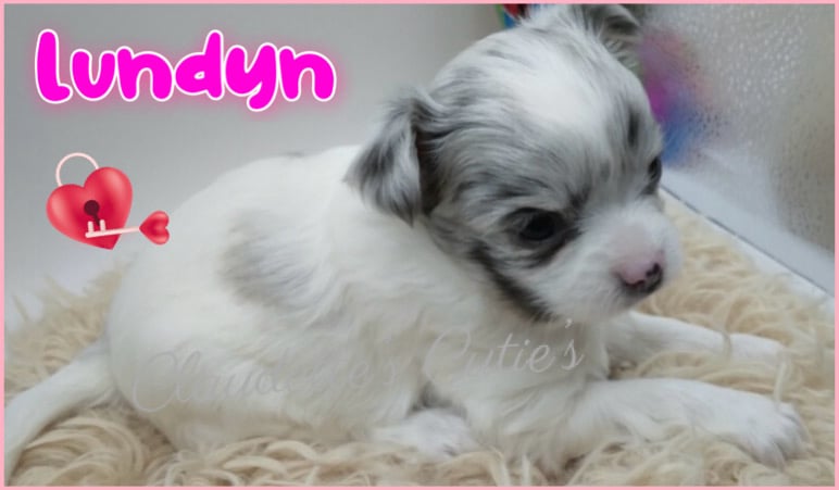 Southeast Texas Angel Face Chihuahua and Yorkie Puppies
