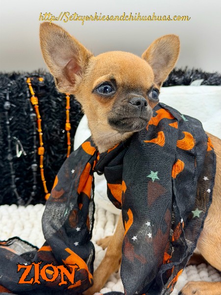 Southeast Texas Yorkies and Chihuahua Puppies for sale