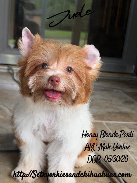 Southeast Texas Yorkies and Chihuahua Puppies for sale