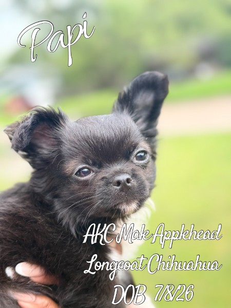 Southeast Texas Yorkies and Chihuahua Puppies for sale