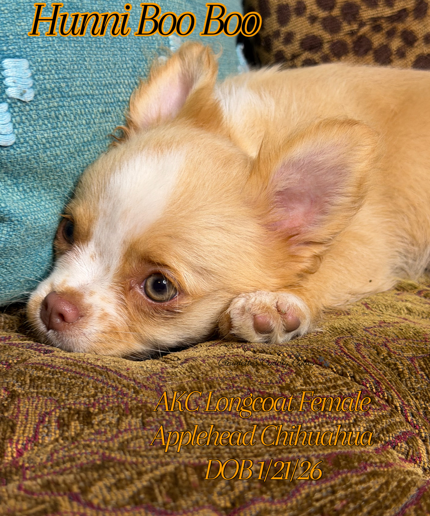 Southeast Texas Yorkies and Chihuahua Puppies