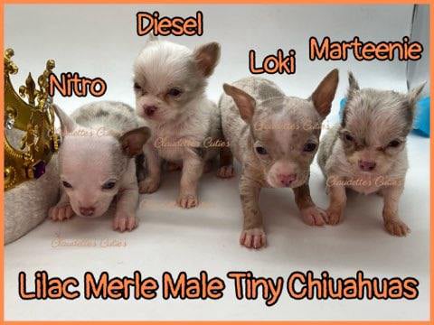 Claudette's Cuties Yorkies and Chihuahua Puppies