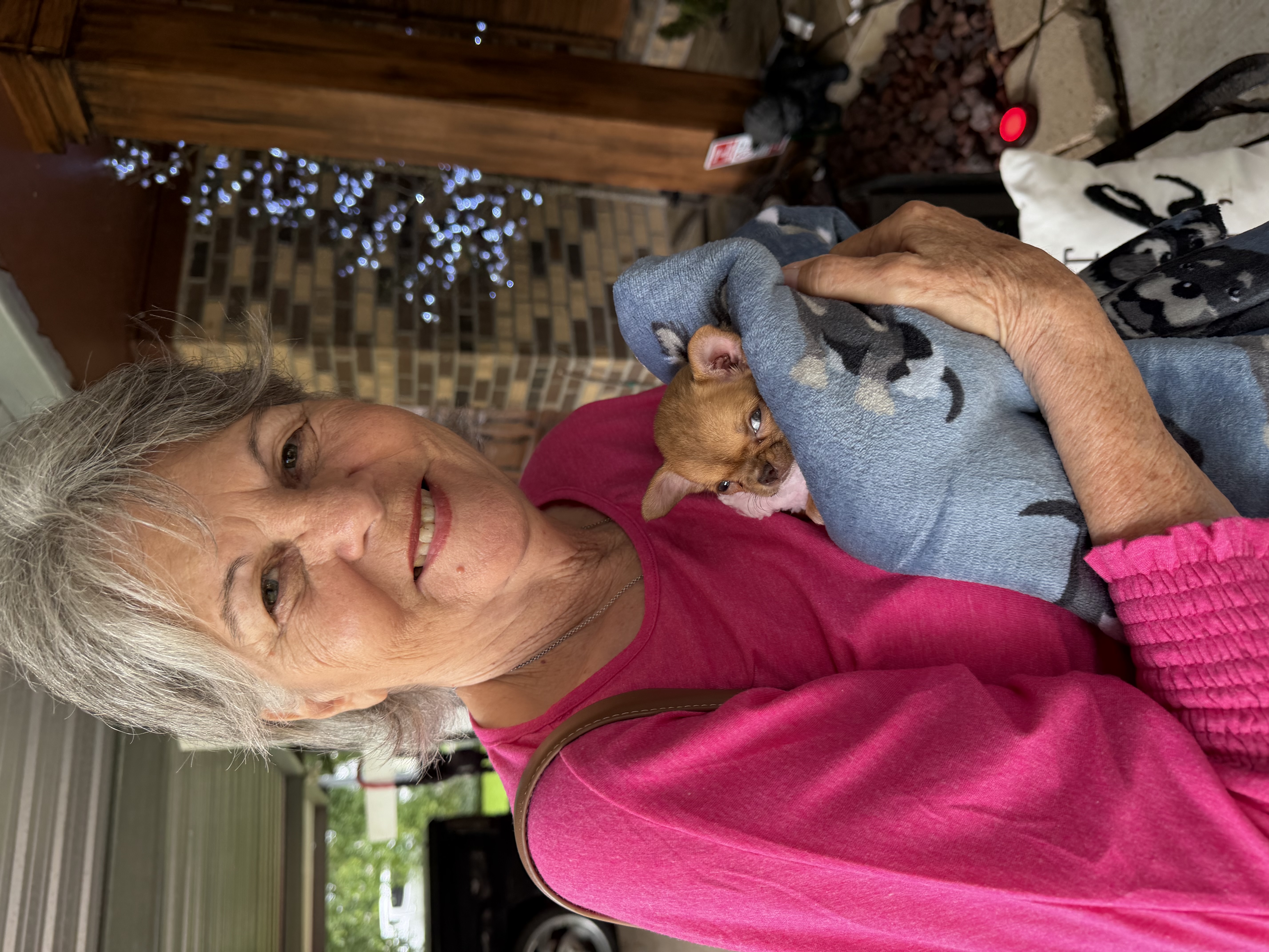 AKC Registered Yorkie and Chihuahua puppies - Southeast Texas Angel Face Yorkies and Charming Chihuahuas 