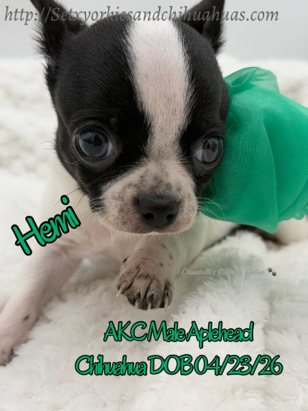 Southeast Texas Yorkies and Chihuahua Puppies for sale