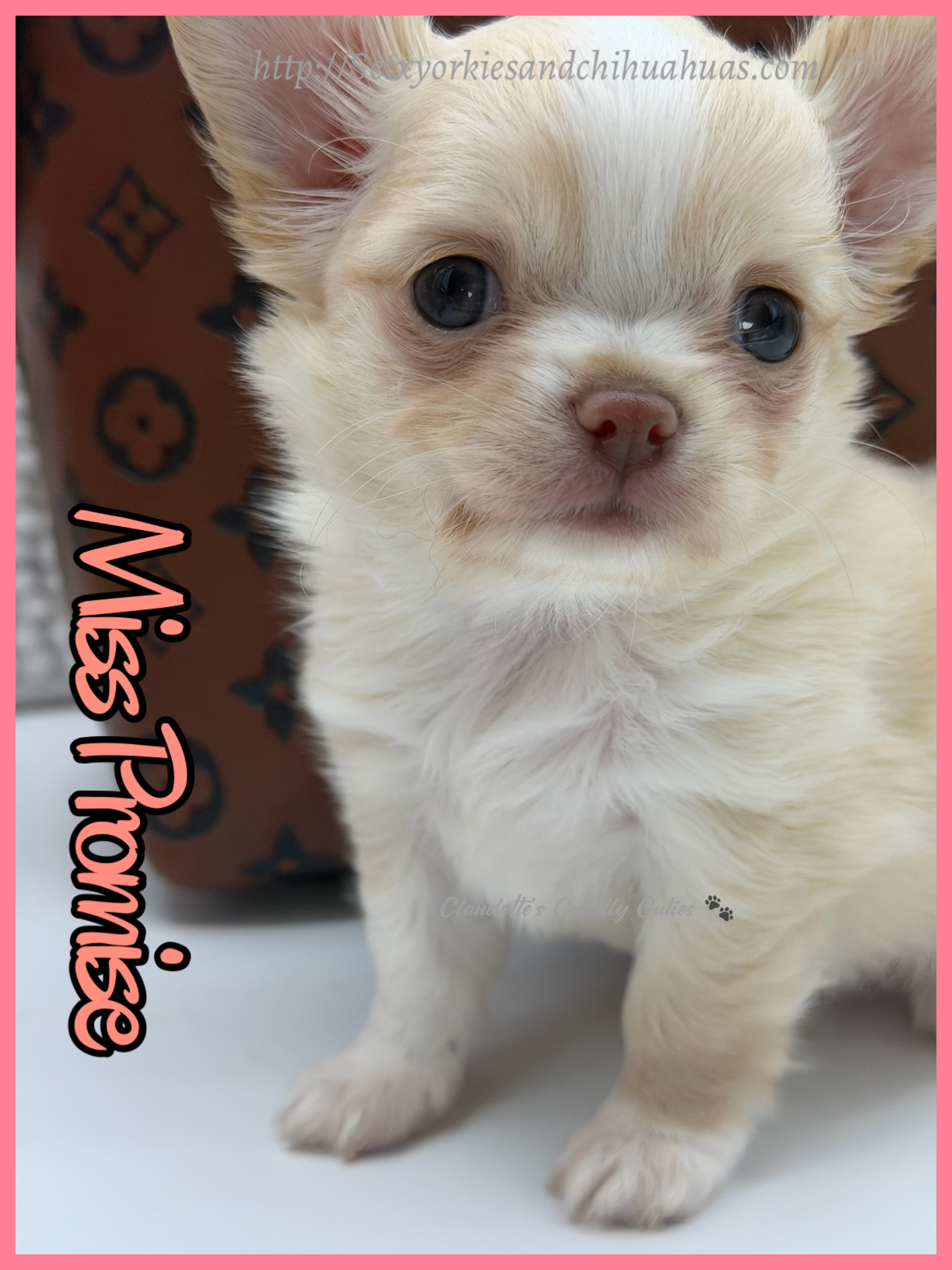 Southeast Texas Yorkies and Chihuahua Puppies