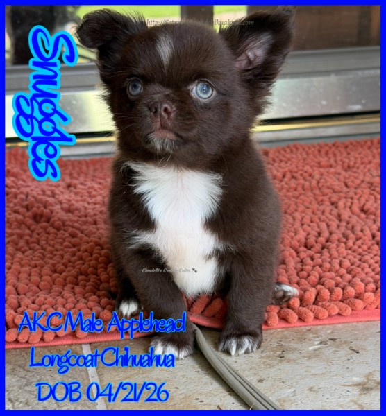 AKC Registered Yorkie and Chihuahua puppies - Southeast Texas Angel Face Yorkies and Charming Chihuahuas 
