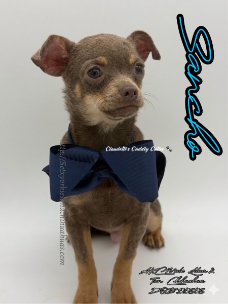 Southeast Texas Yorkies and Chihuahua Puppies for sale