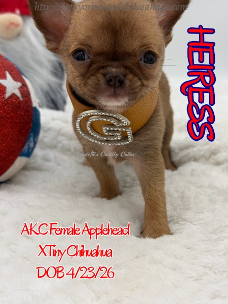 Southeast Texas Yorkies and Chihuahua Puppies for sale