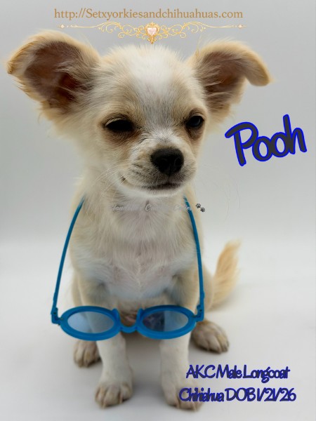 Southeast Texas Yorkies and Chihuahua Puppies for sale