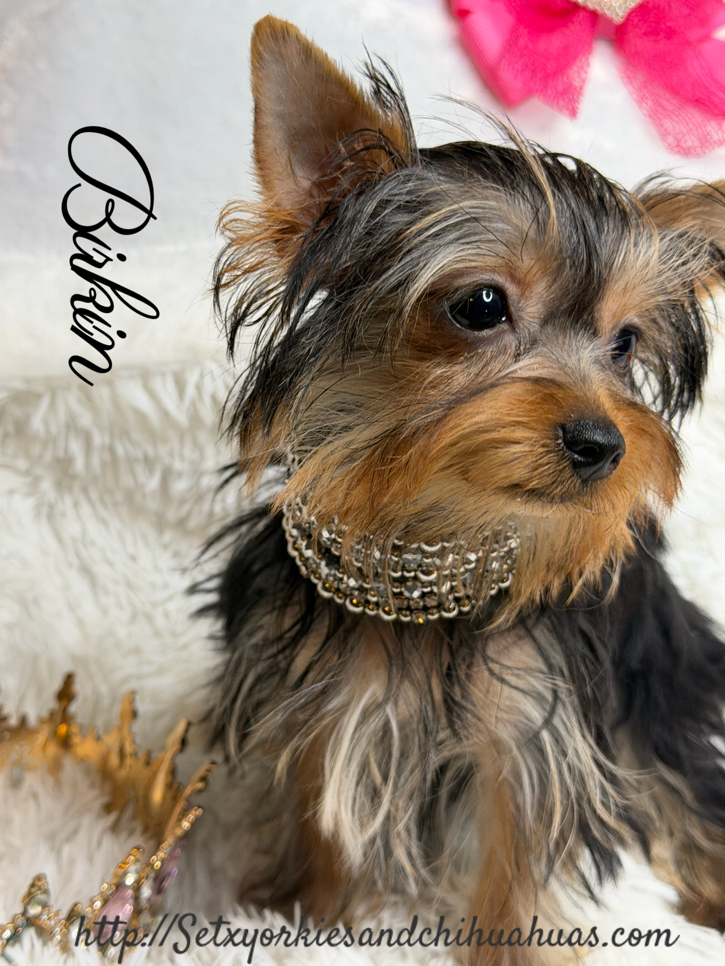 Southeast Texas Yorkies and Chihuahua Puppies for sale