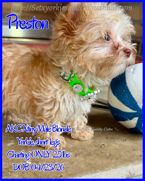 Southeast Texas Yorkies and Chihuahua Puppies for sale