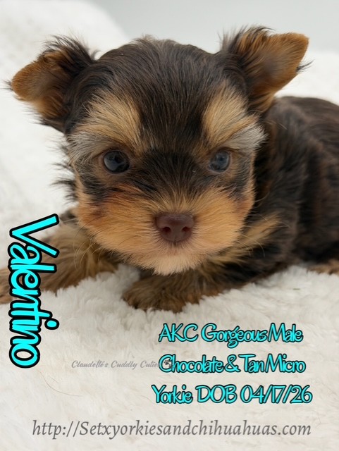 Southeast Texas Yorkies and Chihuahua Puppies for sale
