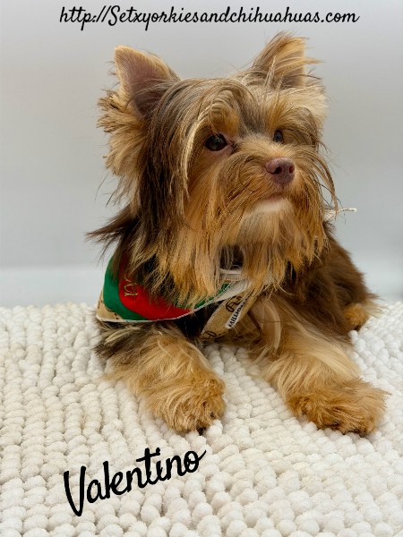 Southeast Texas Yorkies and Chihuahua Puppies for sale