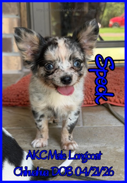 Southeast Texas Yorkies and Chihuahua Puppies for sale