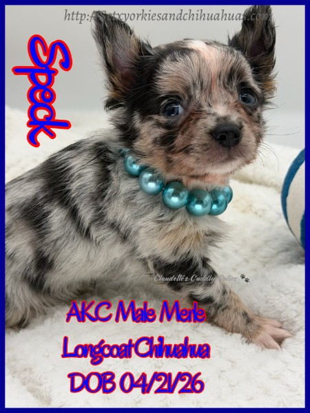 Southeast Texas Yorkies and Chihuahua Puppies