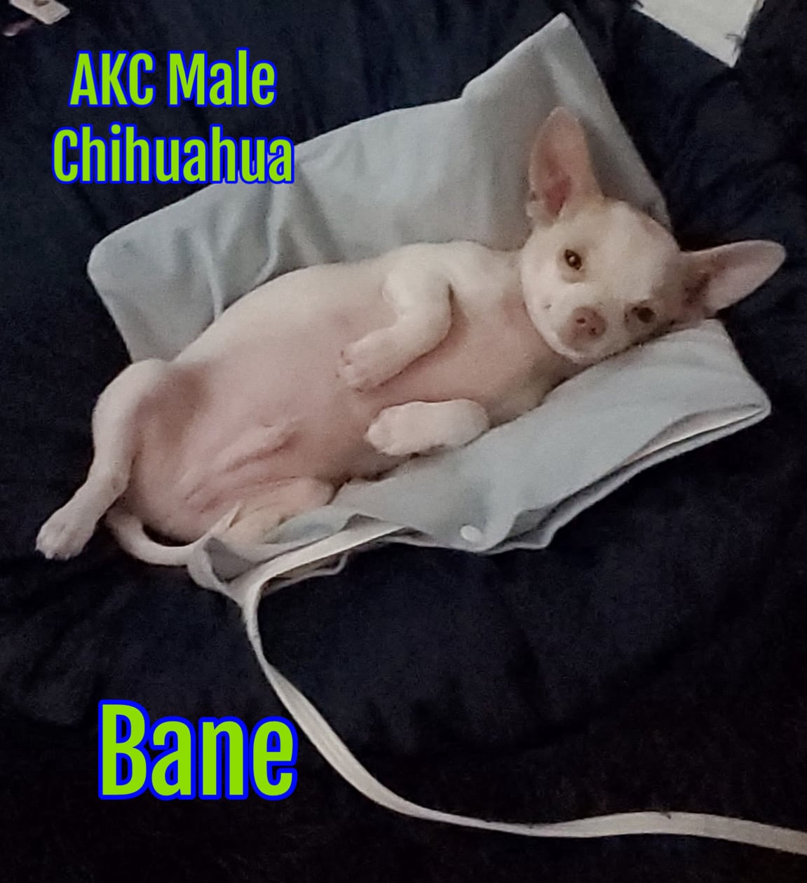 SoutheastTexas Yorkies and Chihuahuas