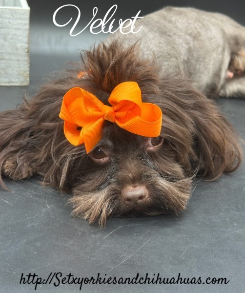 AKC Registered Yorkie and Chihuahua puppies - Southeast Texas Angel Face Yorkies and Charming Chihuahuas 