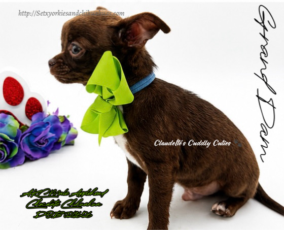 Southeast Texas Yorkies and Chihuahua Puppies