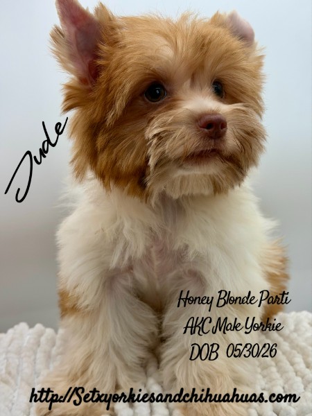 Southeast Texas Yorkies and Chihuahua Puppies for sale