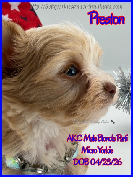 Southeast Texas Yorkies and Chihuahua Puppies for sale