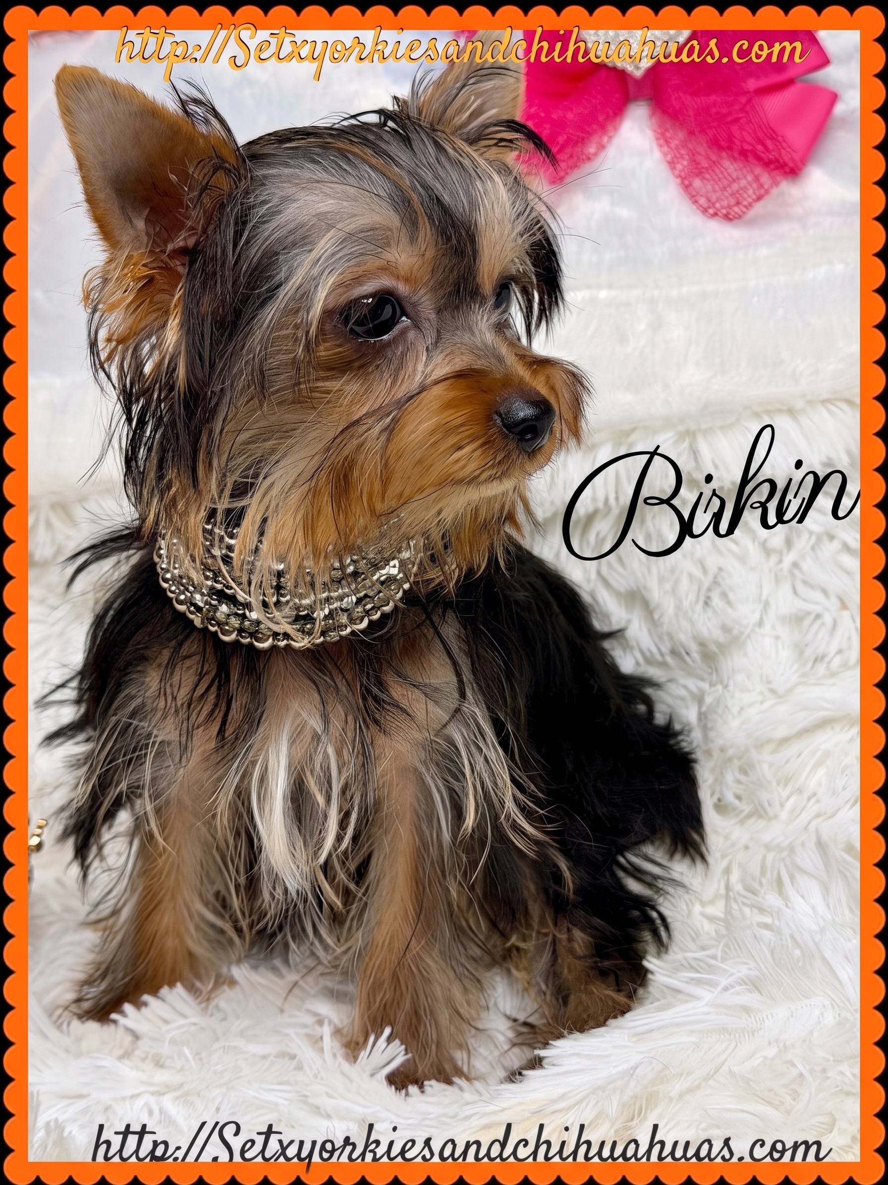 AKC Registered Yorkie and Chihuahua puppies - Southeast Texas Angel Face Yorkies and Charming Chihuahuas 
