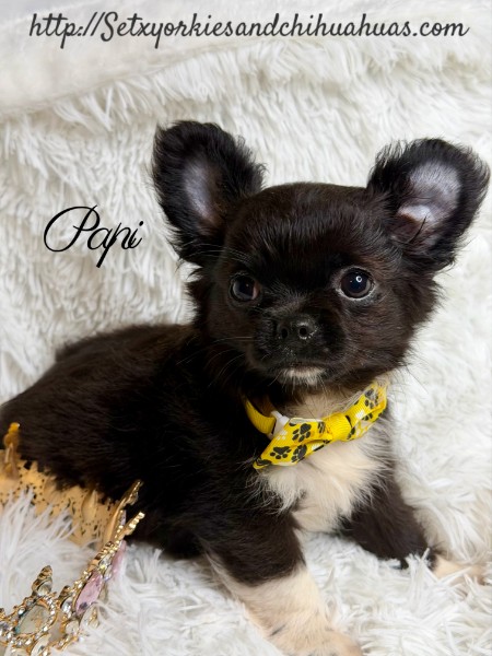 AKC Registered Yorkie and Chihuahua puppies - Southeast Texas Angel Face Yorkies and Charming Chihuahuas 