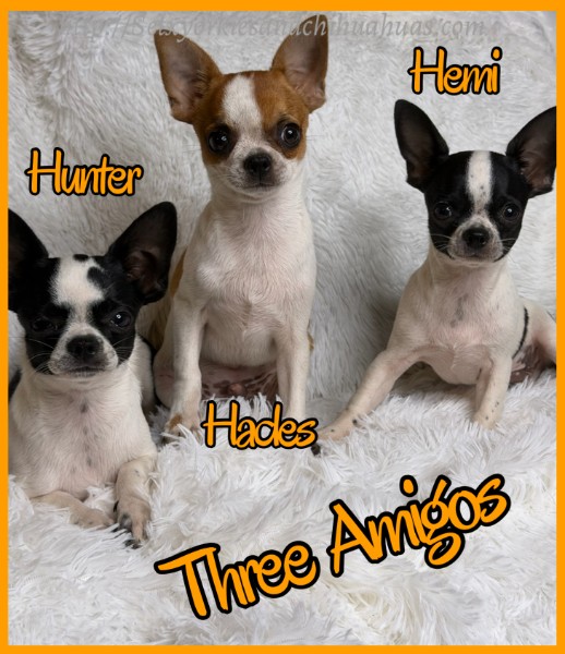 Three Amigos - Southeast Texas Chihuahuas and Yorkies