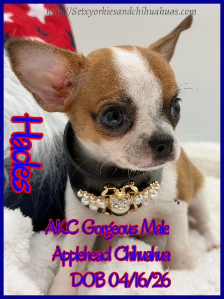Southeast Texas Yorkies and Chihuahua Puppies for sale