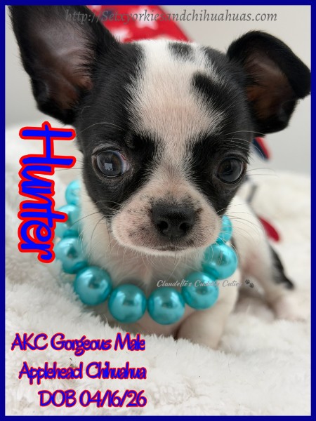 Southeast Texas Yorkies and Chihuahua Puppies for sale