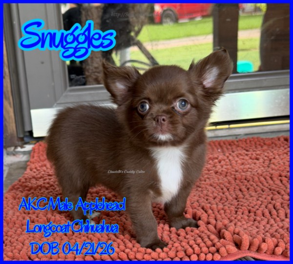 AKC Registered Yorkie and Chihuahua puppies - Southeast Texas Angel Face Yorkies and Charming Chihuahuas 